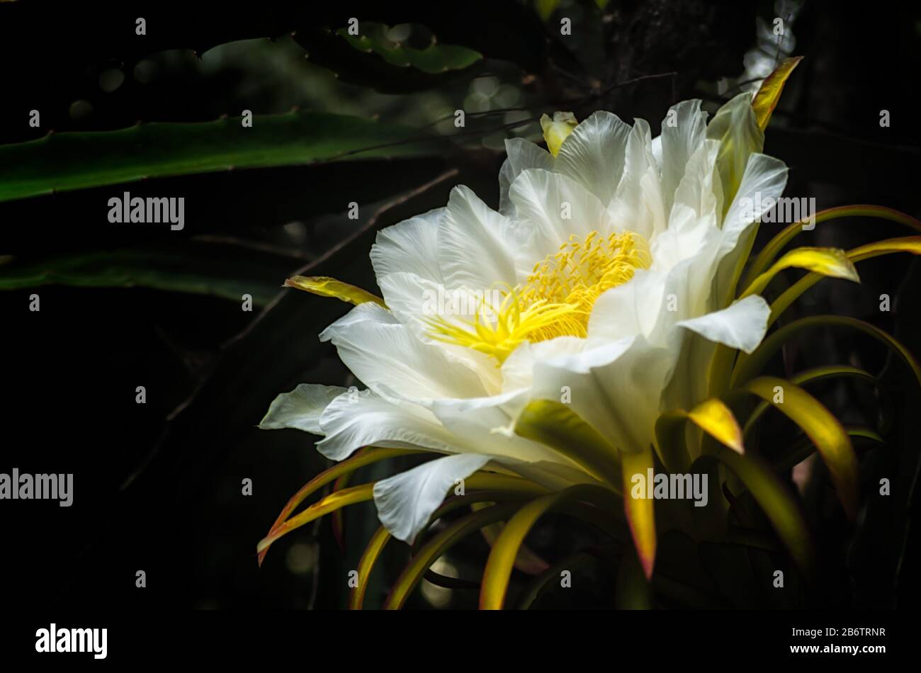 La hermosa flor blanca exótica del cactus de la fruta del dragón en la  floración que durará solamente por cerca de 8 horas Fotografía de stock -  Alamy