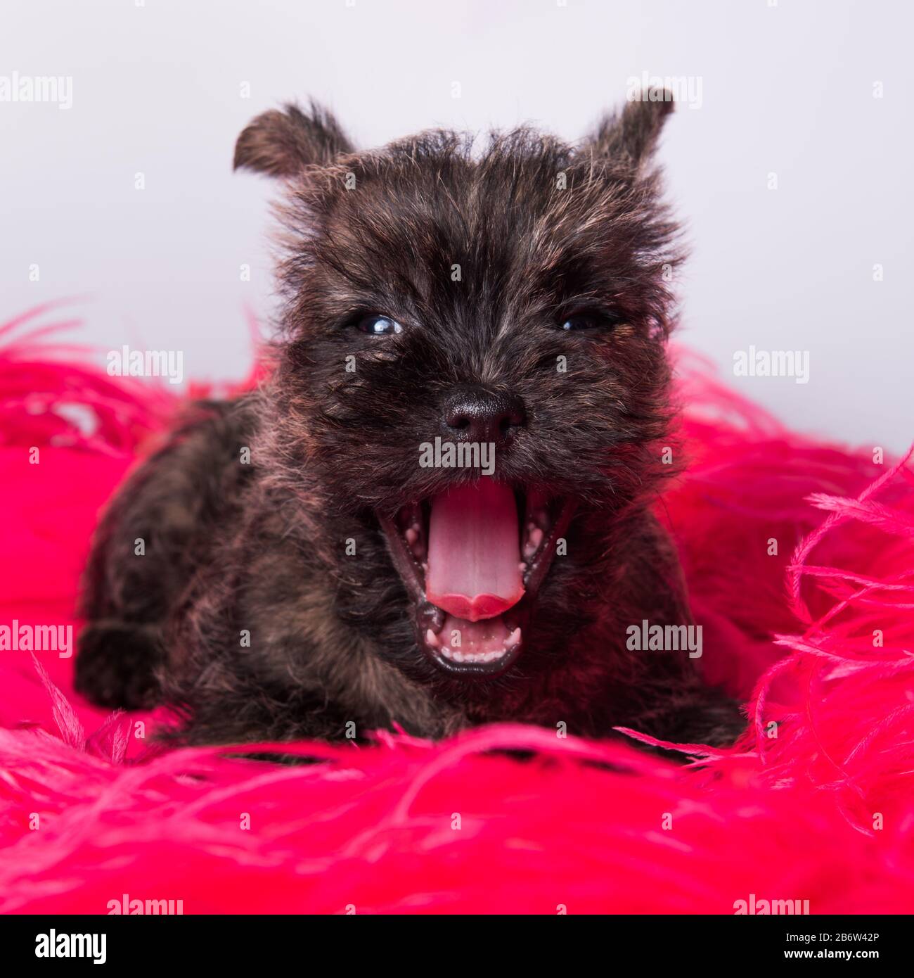 Cairn Terrier perro cachorro está sonriendo o bostezando. Foto de stock