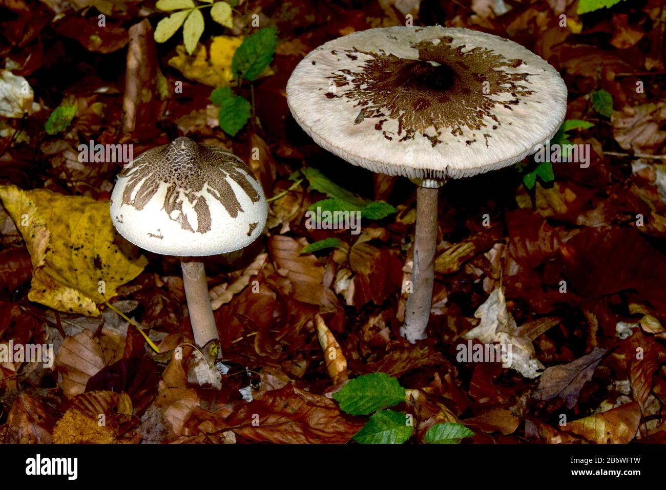 Parasol delgado (Macrolepiota mastoidea). Dos hongos de diferentes edades. Alemania Foto de stock