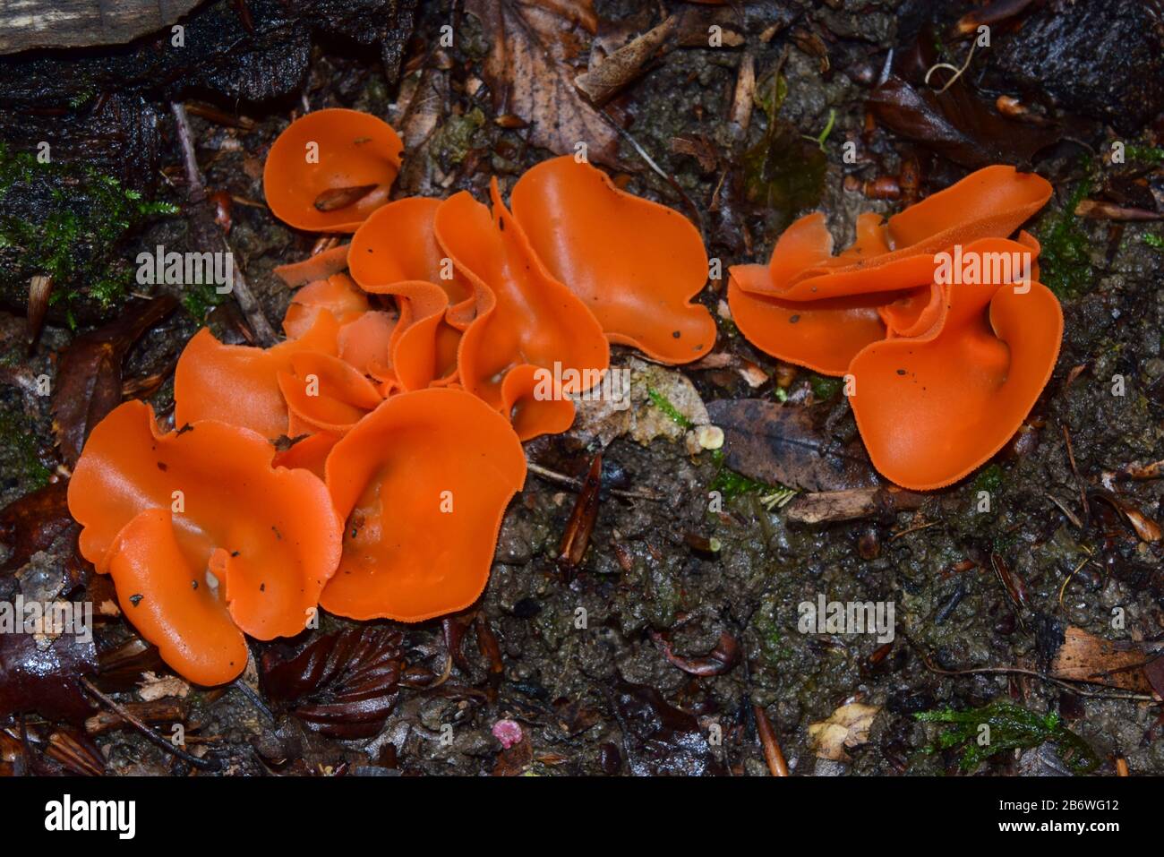 Cáscara de naranja hongo (Aleuria aurantia), ascocarps en el suelo del bosque. Alemania Foto de stock