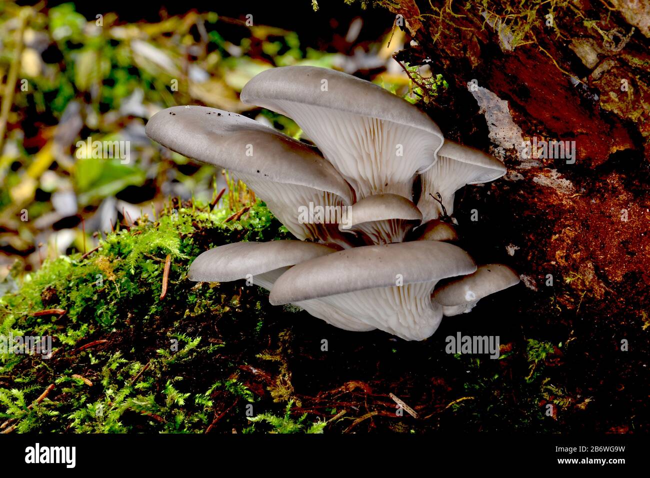 Hongos Oyster (Pleurotus ostreatus). Fructificación de cuerpos en tronco de árbol muerto. Alemania Foto de stock