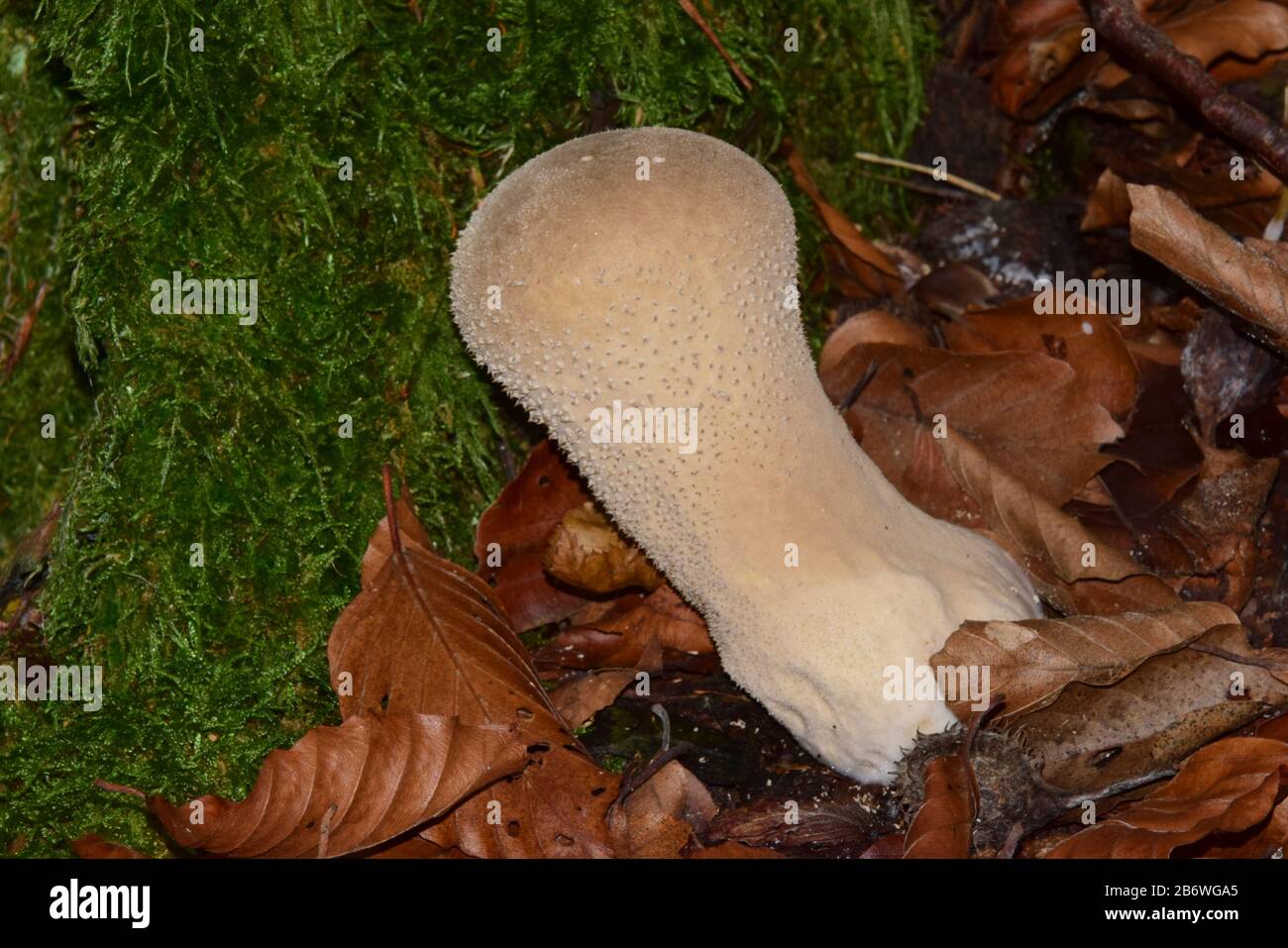 Pestle Puffball (Calvatia excipuliformis). Cuerpo fructificante, comestible cuando joven, Alemania Foto de stock