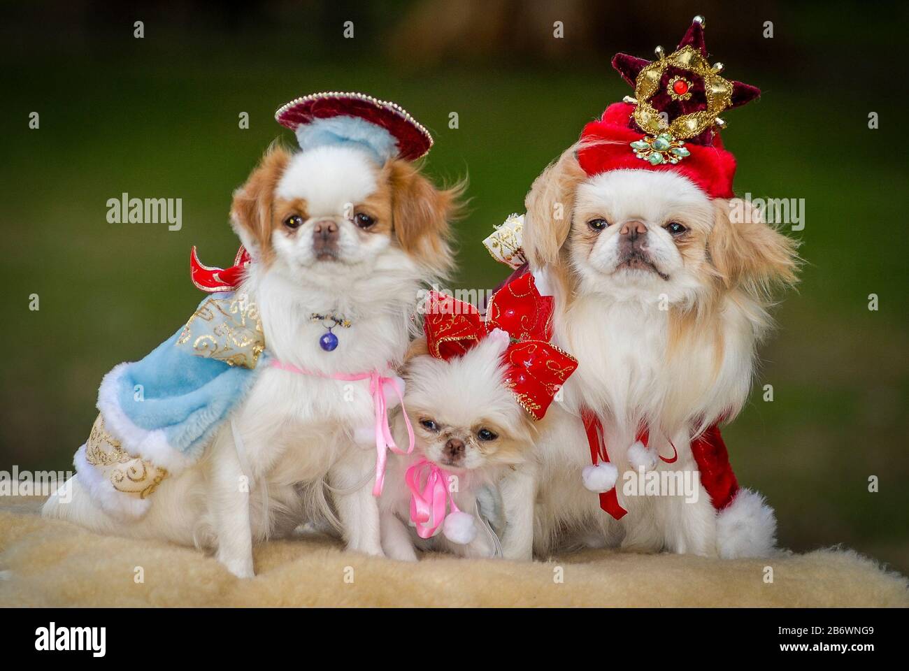 Perros Chin Japoneses En Navidad Disfraz De Disfraz Fotografía de stock -  Alamy