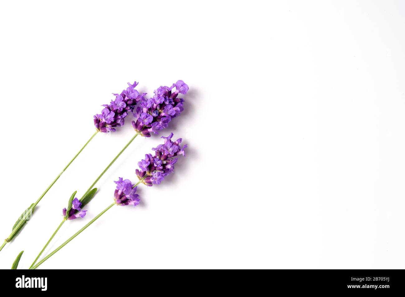 primeros planos de flores de lavanda aisladas sobre blanco - flores y plantas Foto de stock