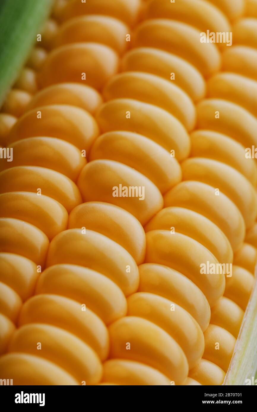 Granos de maíz en el primer plano, hileras de granos de maíz amarillo
