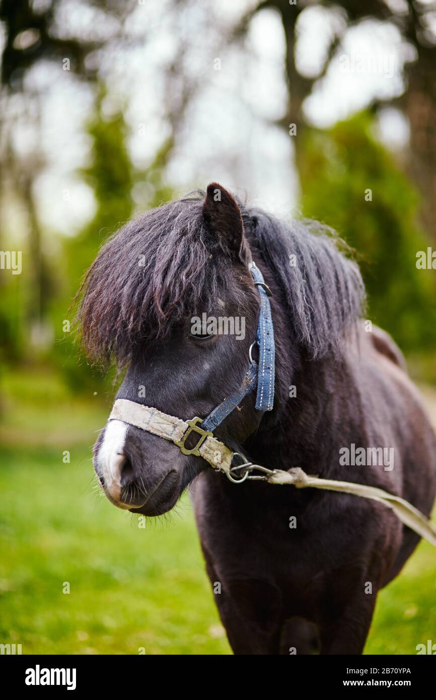 Bonito pony con mane largo en el parque natural, disfrutando de buen tiempo, la vida es buena Foto de stock