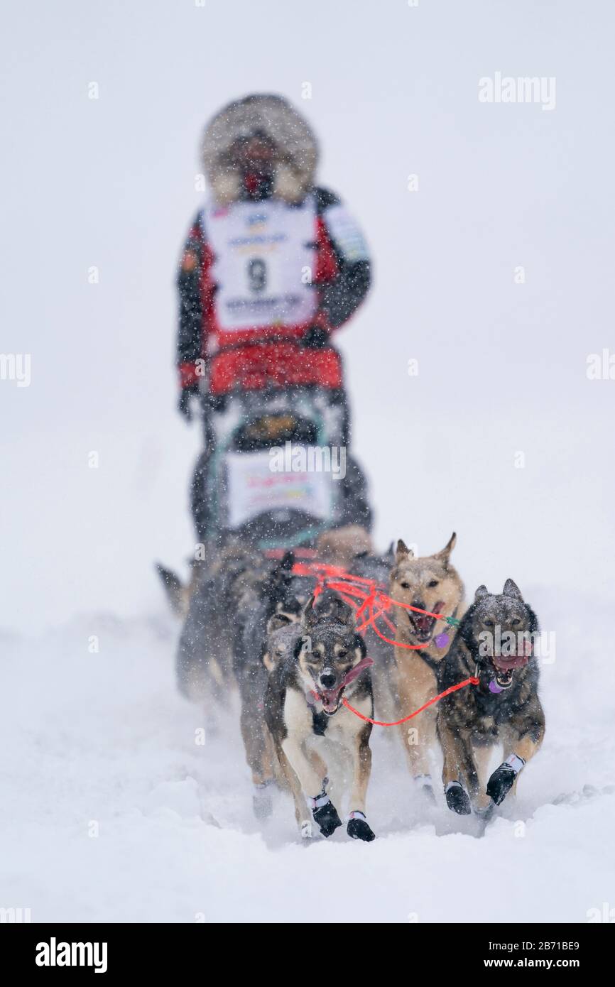 El musher Peter Kaiser compitiendo en la 48a Carrera de perros de trineo Iditarod Trail en el centro sur de Alaska. Foto de stock