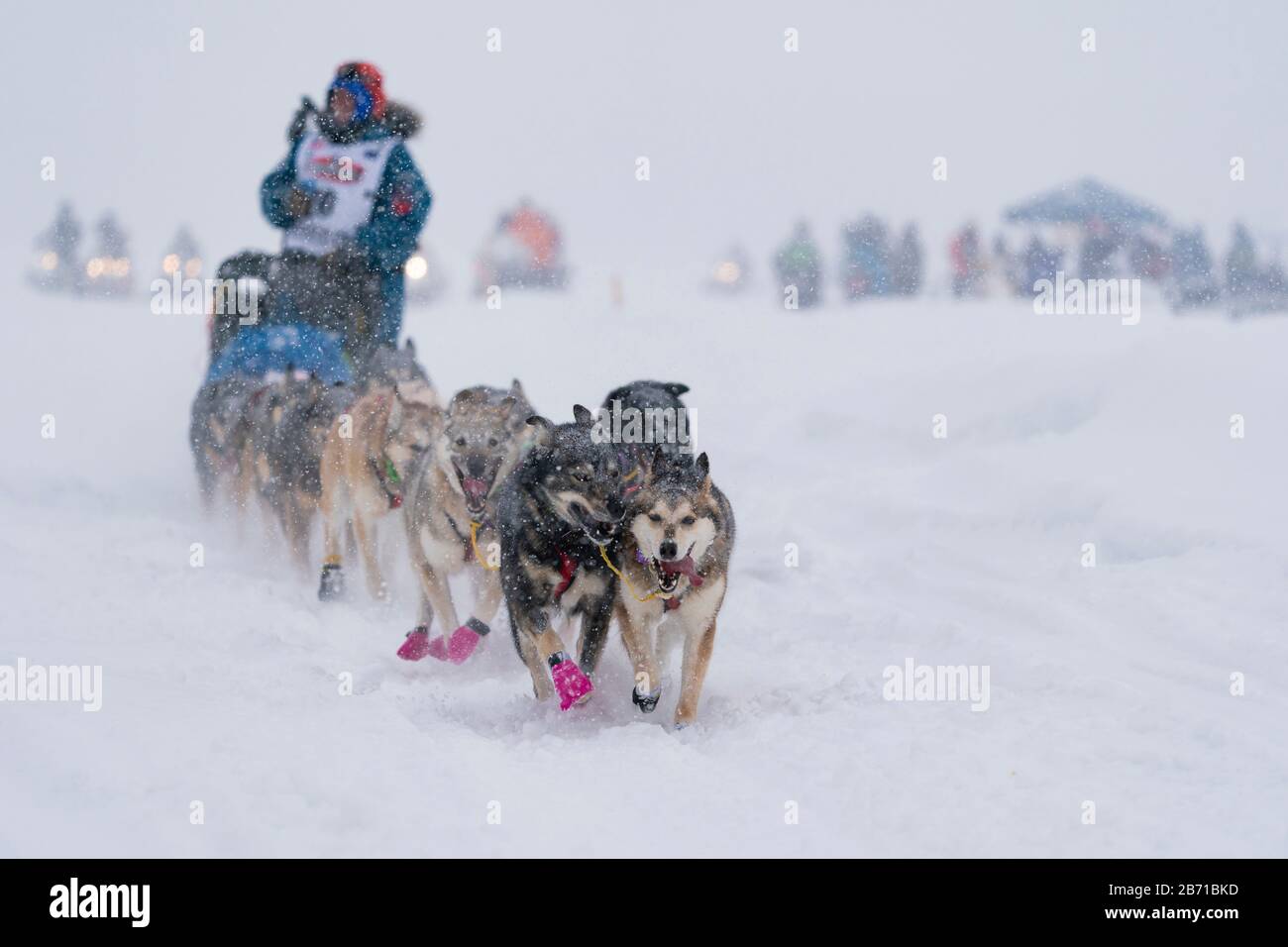 Musher Travis Beals compitiendo en la 48ª carrera de perros de trineo Iditarod Trail en el centro sur de Alaska. Foto de stock