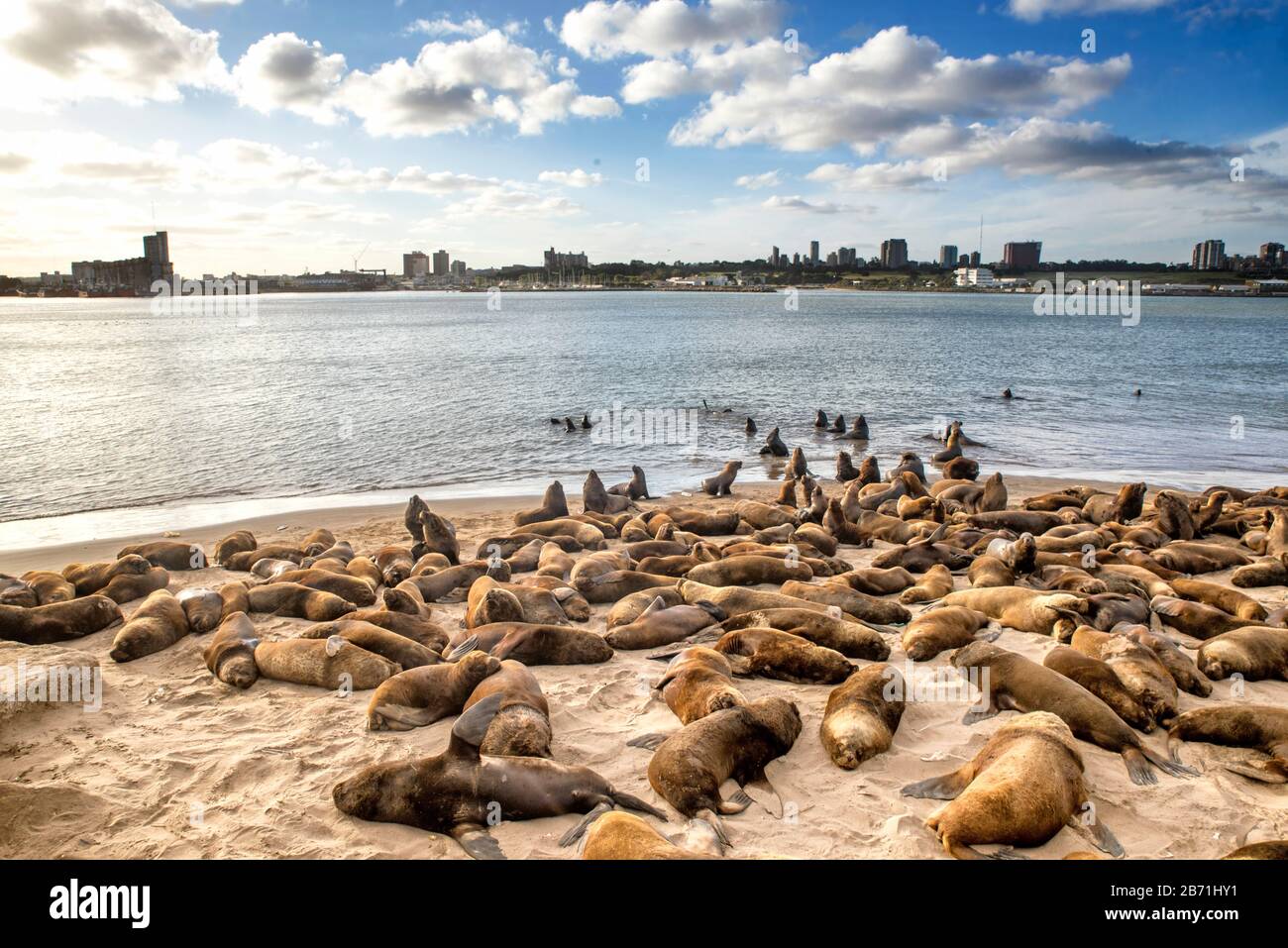 Paisaje marino Puerto Mar del Plata colonia de leones marinos Fotografía de  stock - Alamy