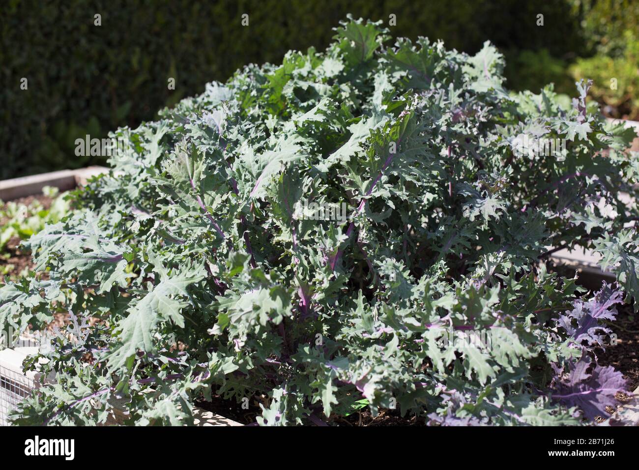 Kale 'Ruso Rojo'. Foto de stock