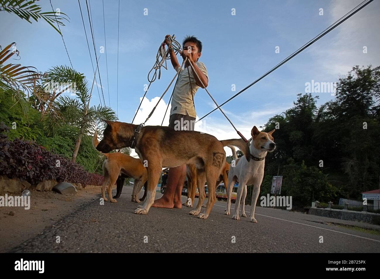Retrato de un joven con perros de caza en la provincia de Sumatra Occidental, Indonesia. Foto de stock