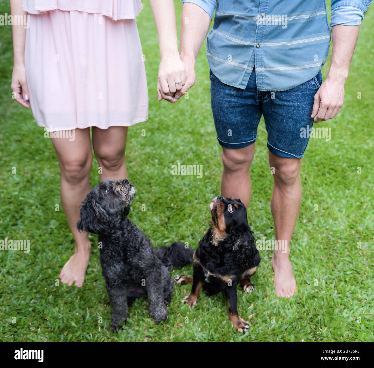 Retrato de compromiso familiar con la mitad inferior de una pareja comprometida con sus perros de mascotas muy interesados en un campo de hierba en Cairns, Queensland. Foto de stock