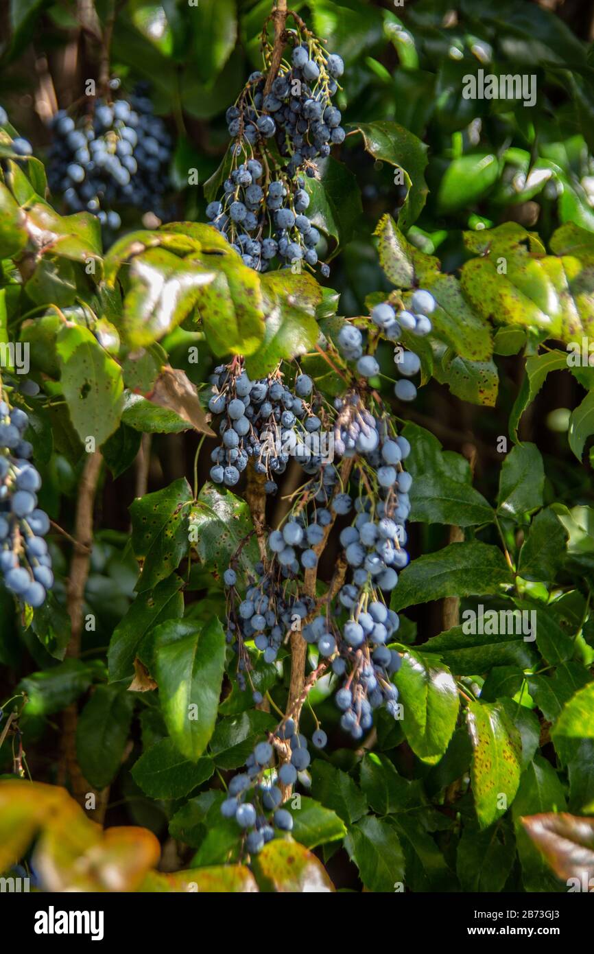 arbusto verde con bayas azules jugosas Foto de stock
