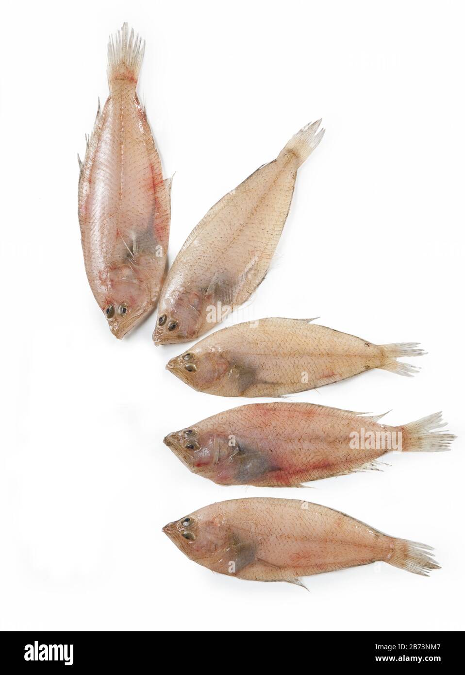 Platija europea, pez plano, Platichthys flesus, Pande, pescado mediterráneo, aislado sobre fondo blanco Foto de stock