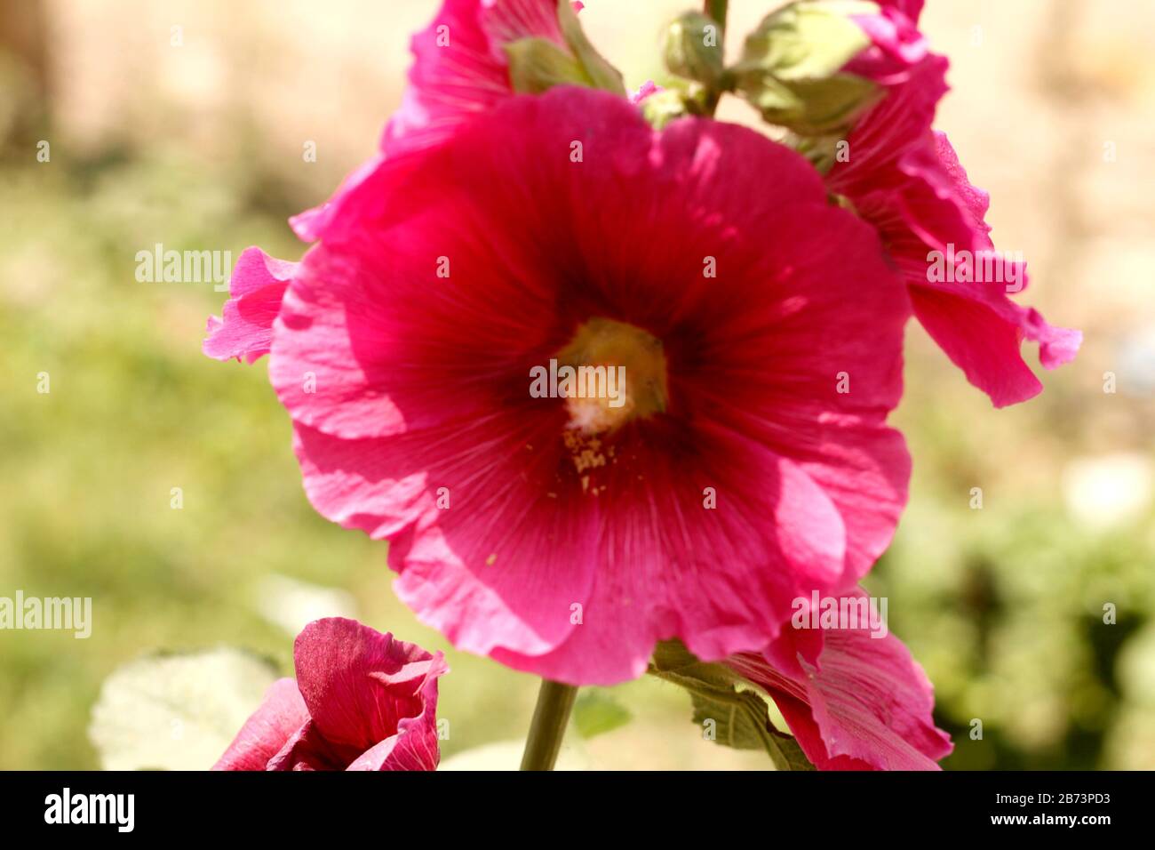 Flor de color rosa en el área del jardín de la universidad Foto de stock