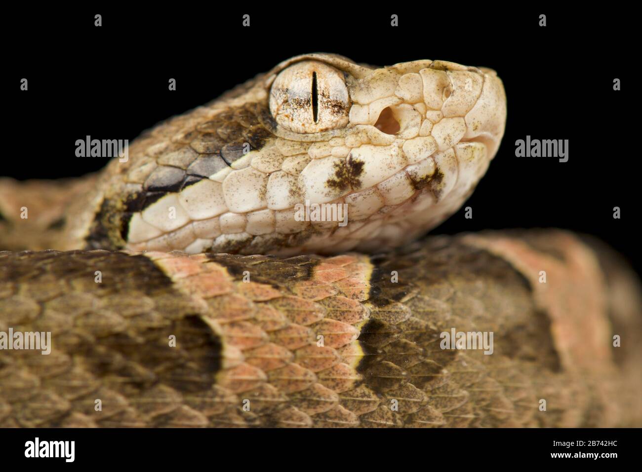 La cabeza de lanza de Chaco (Bothropoides diporus) Foto de stock