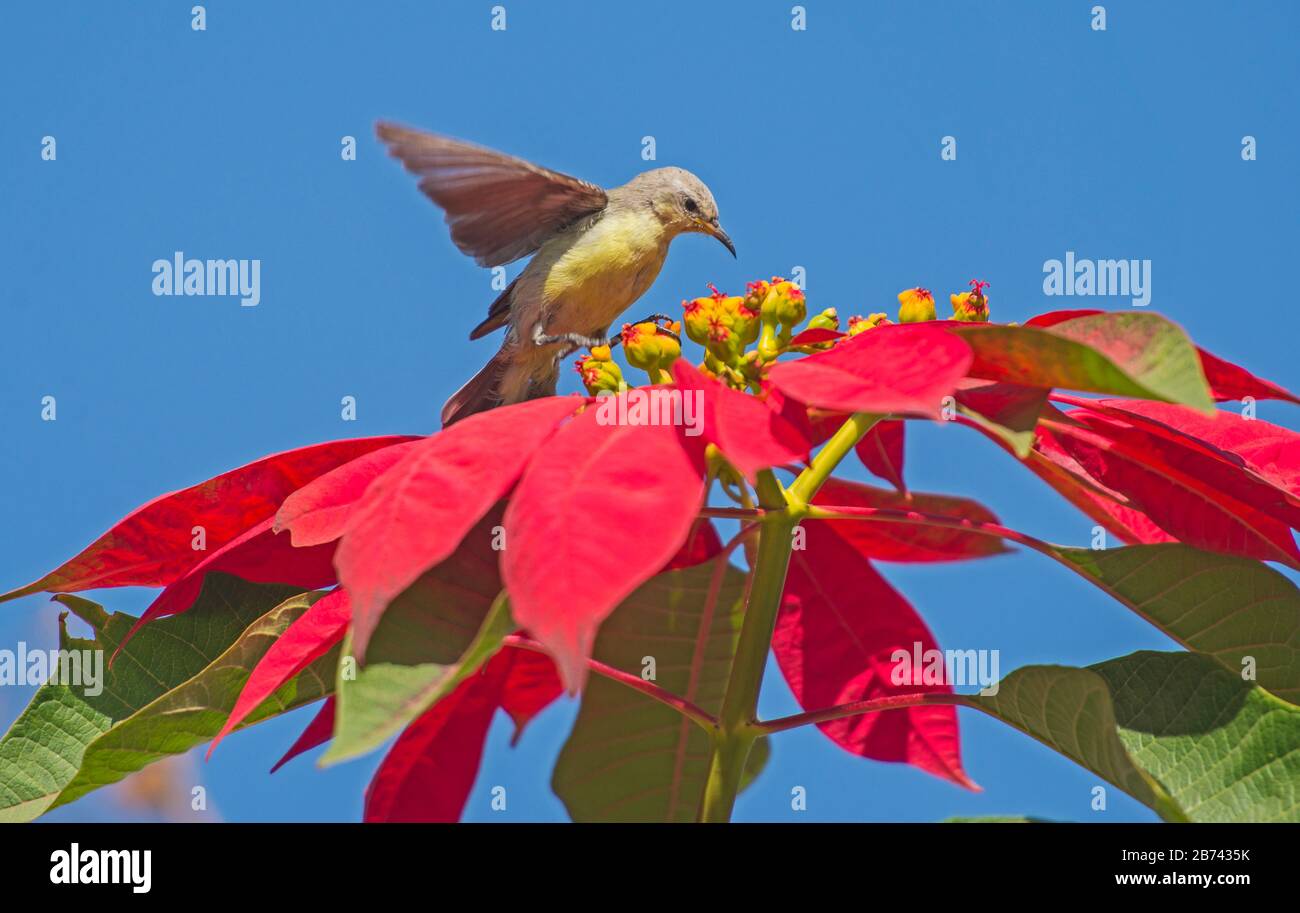 Detalle de primer plano de la planta de flores silvestres de color rojo poinsettia euphorbia pulcherrima con el ave solar del valle del nilo en el plumaje de invierno Foto de stock