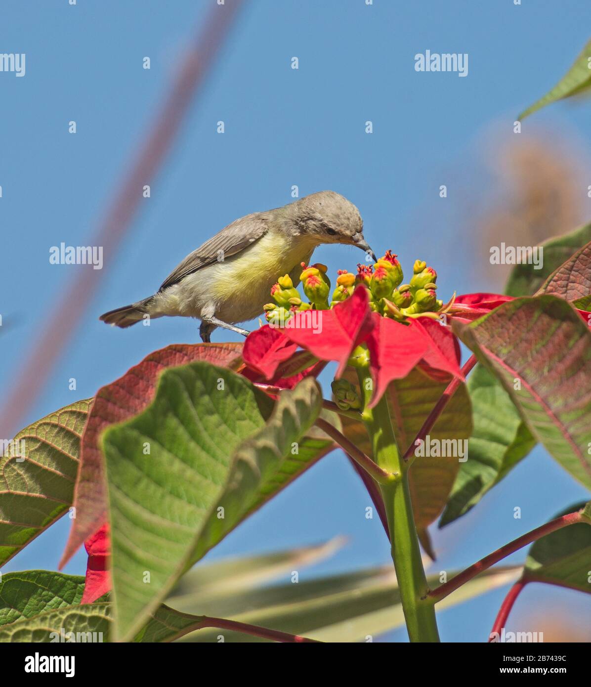 Detalle de primer plano de la planta de flores silvestres de color rojo poinsettia euphorbia pulcherrima con el ave solar del valle del nilo en el plumaje de invierno Foto de stock
