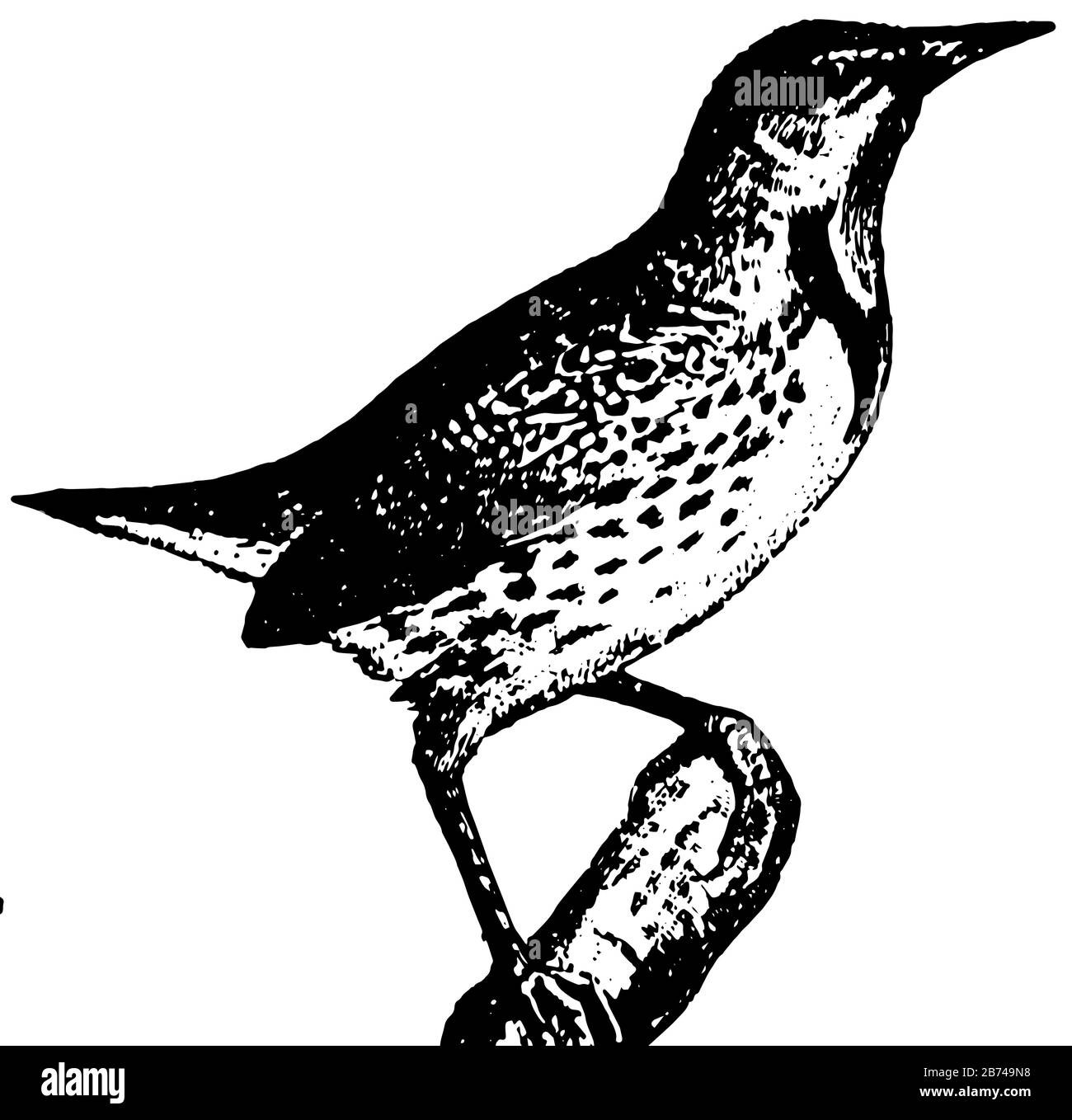 Meadowlark es nuevo aves de pastizales del mundo que pertenecen al