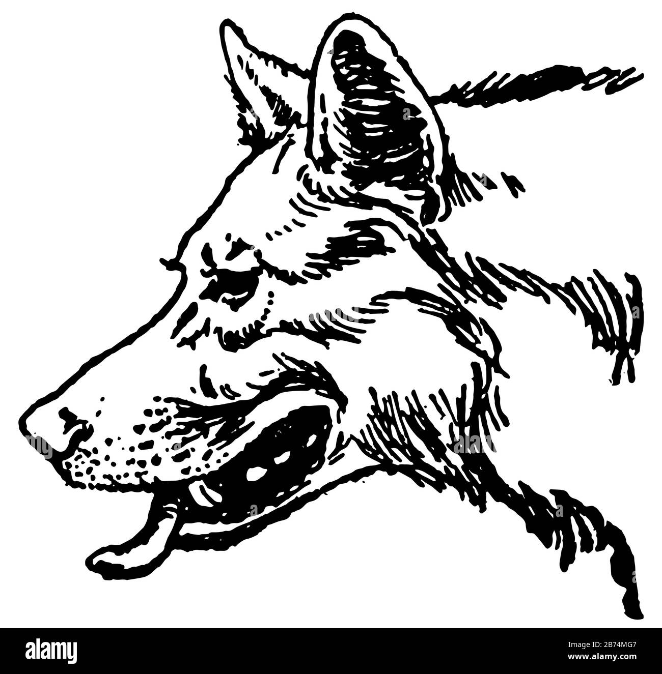 Hermanos de Mowgli, esta imagen muestra la cara del lobo mirando hacia el lado izquierdo, dibujo de línea vintage o ilustración de grabado Ilustración del Vector