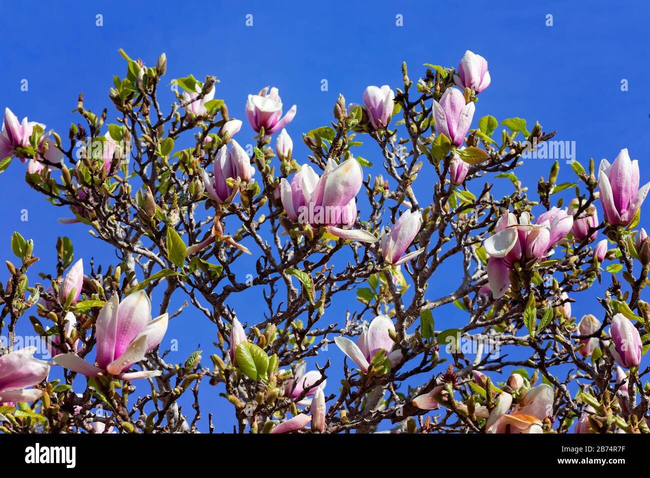 Árbol Magnolia en flor con flores rosas con fondo azul del cielo en  Monterey, California, Estados Unidos Fotografía de stock - Alamy