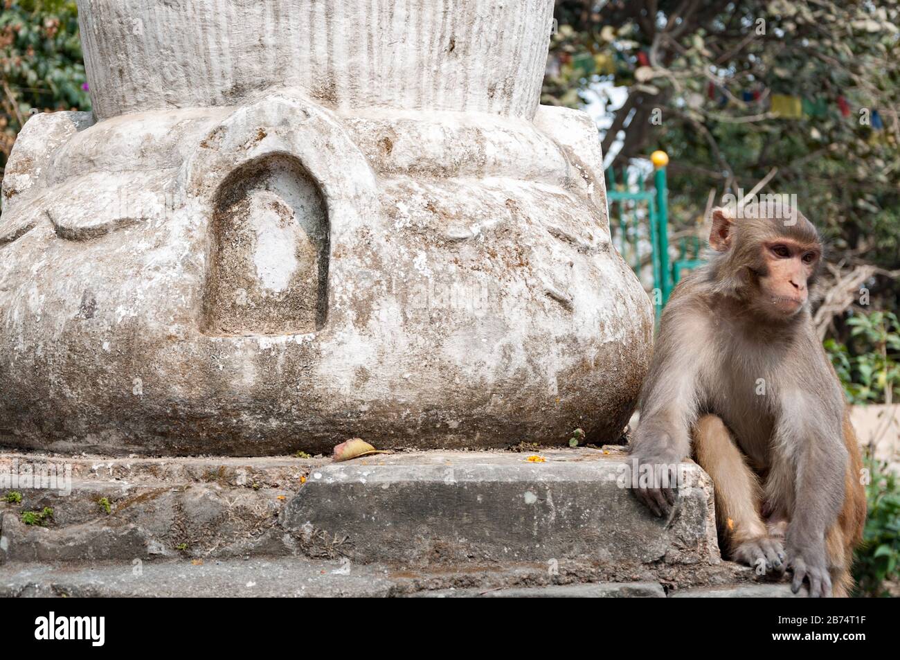 Mono en el patio del templo Foto de stock