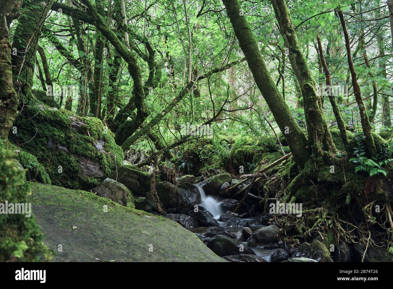 Corriente de agua pura que fluye en medio de un bosque irlandés Foto de stock