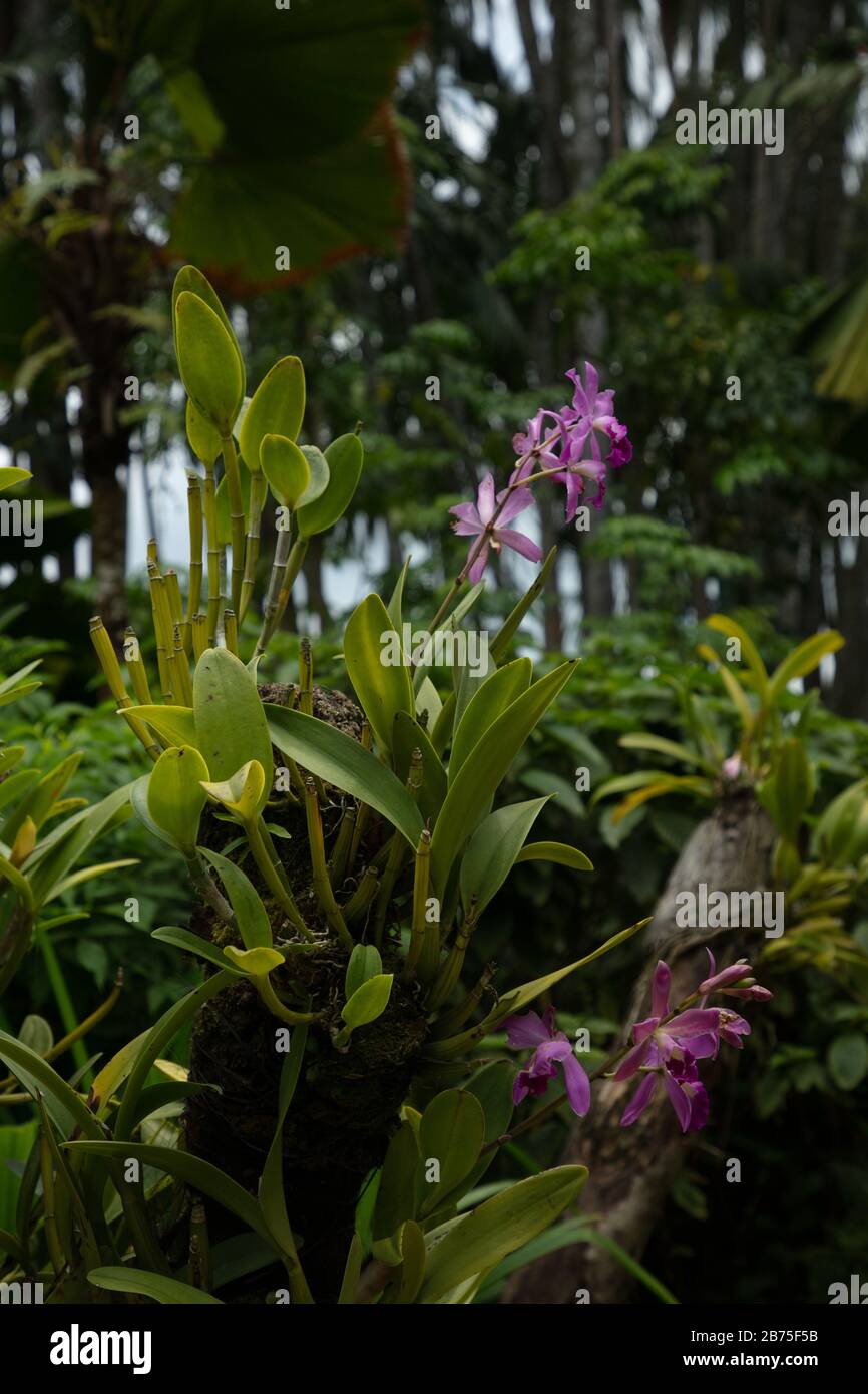 Plantas de orquídeas que crecen en ramas de árboles en el Jardín Nacional  de Orquídeas de los Jardines Botánicos de Singapur Fotografía de stock -  Alamy