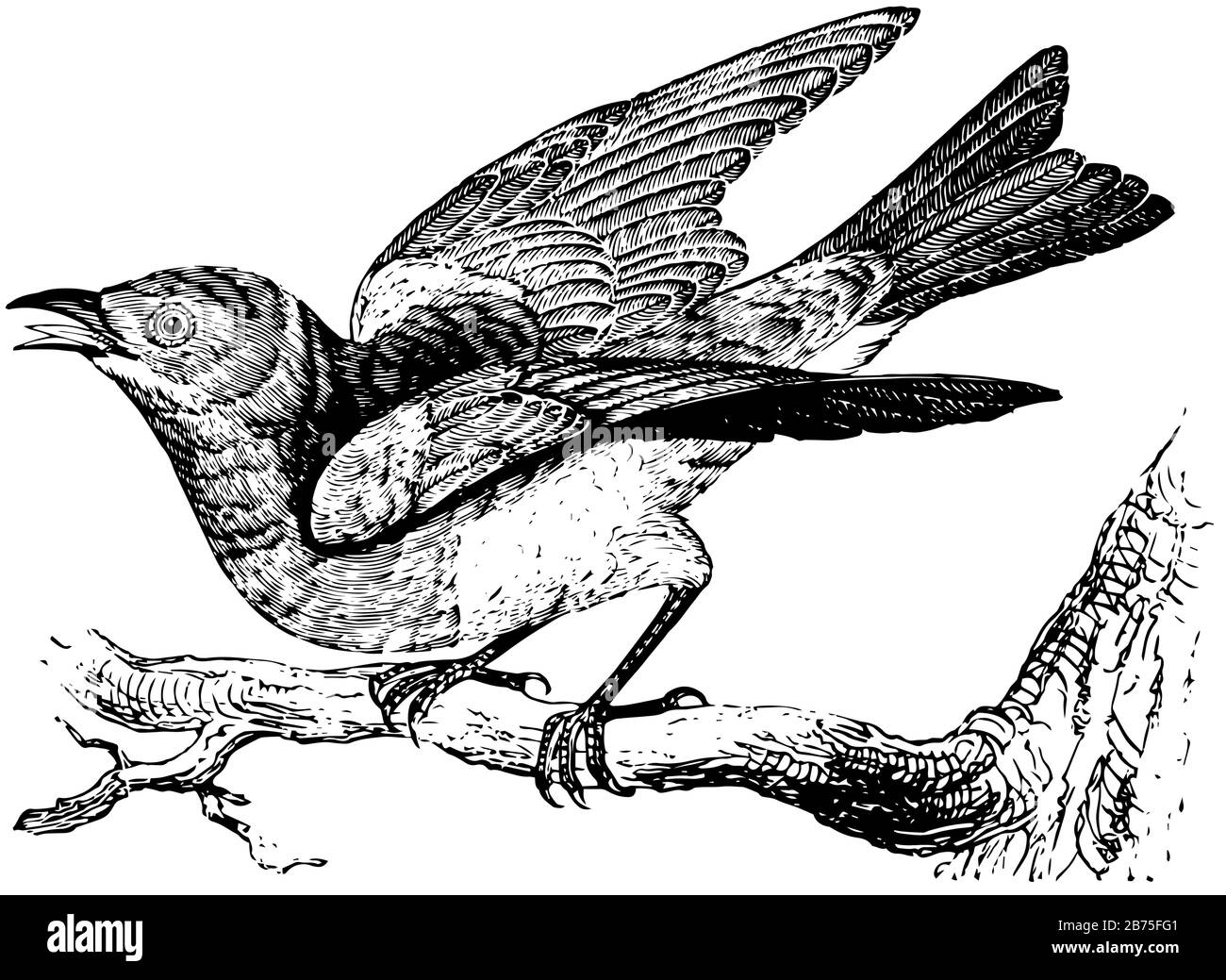 Bluebird normalmente hace su nido en la extremidad hueca de un árbol o en el riel de una valla, dibujo de línea vintage o ilustración de grabado. Ilustración del Vector