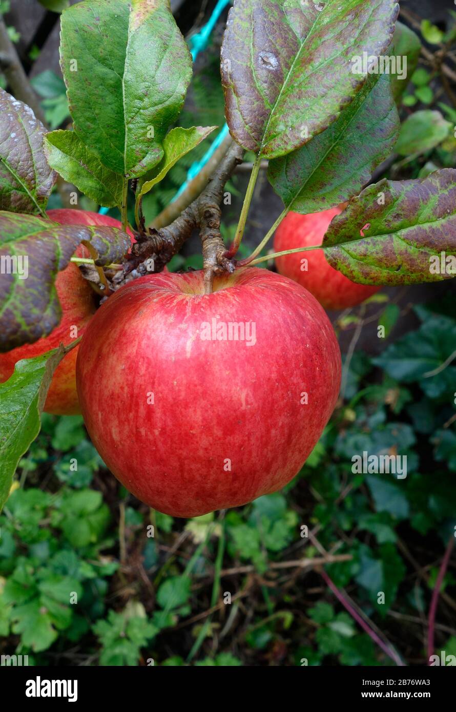 Manzana (Malus domestica 'Bdsey') que muestra frutos madurantes. Esta rara variedad de manzana fue traída de nuevo al cultivo de un solo árbol en Ynys Enlli, Isla Bdsey, frente a la costa del norte de Gales. El árbol fue descubierto cerca de los restos de la abadía del siglo 13 de la isla, posiblemente un descendiente de árboles en el huerto monástico. Foto de stock