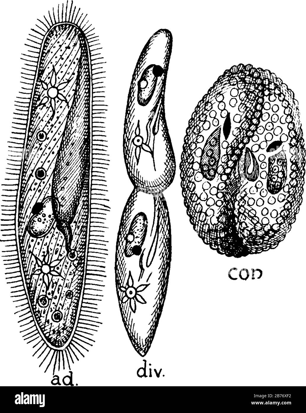 Paramoecium, ad, forma adulta, mostrando cilios, boca, vacuolas contráctiles, etc.; div, división transversal y con, conjugación, dibujo de línea vintage o. Ilustración del Vector