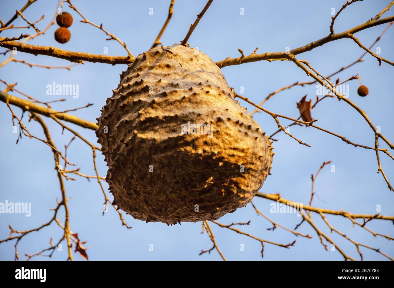 Nido de nido de abeja colgando en una rama de un árbol en otoño Fotografía  de stock - Alamy