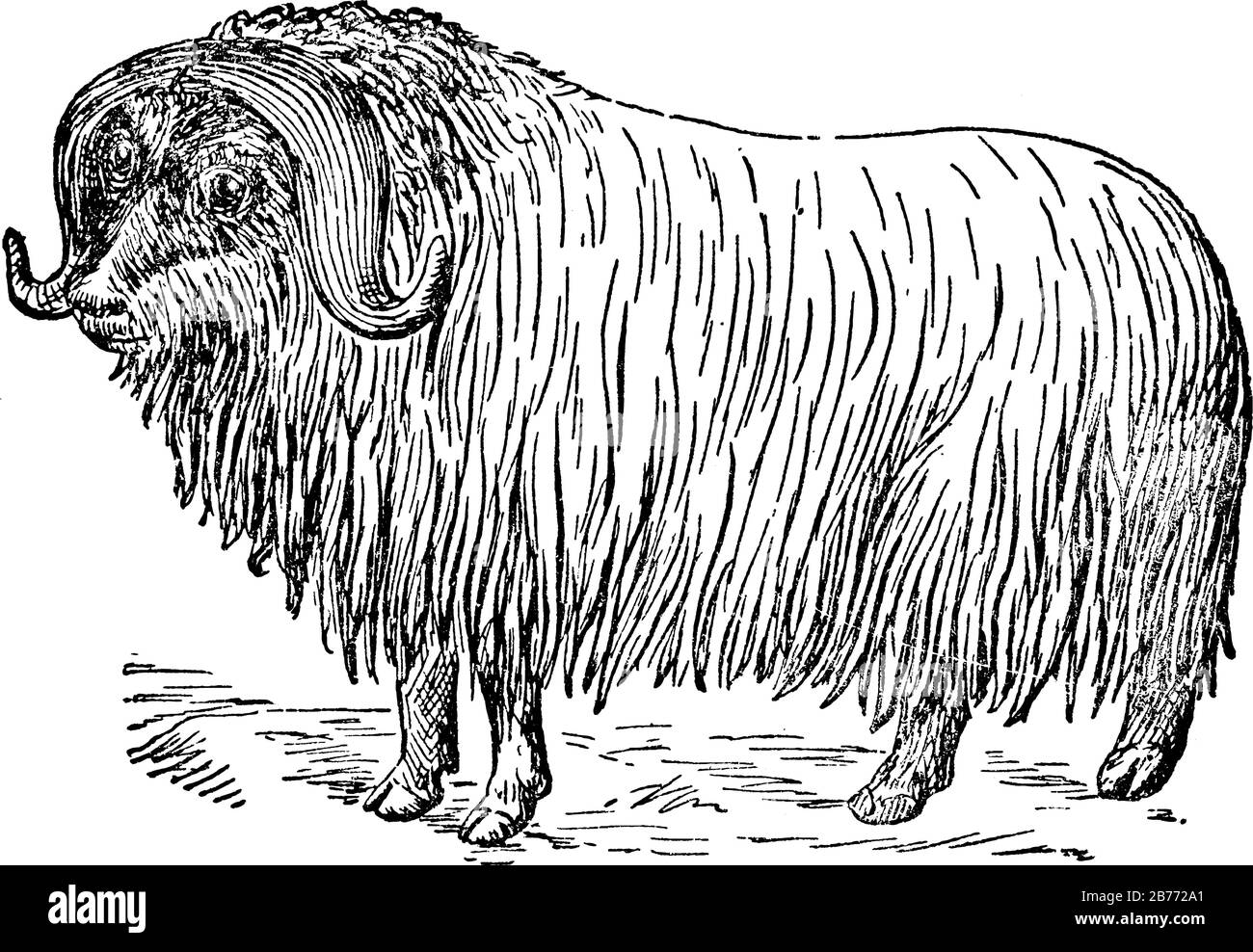 Un mamífero ártico de la familia Bovidae, conocido por su espeso abrigo y por el fuerte olor emitido para atraer a las hembras durante la temporada de apareamiento, vinta Ilustración del Vector