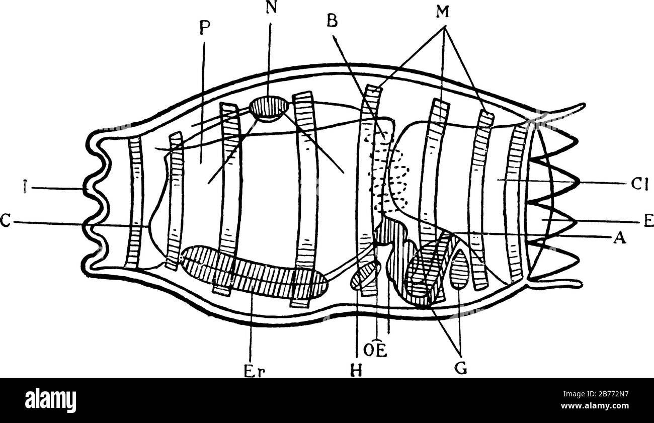 Etiquetas G Gonadas B Agil Litis I Inhalant E Abertura Exhalante C Faringe Redonda De Banda Ciliada P En Endoestilo O Otoquiste Y Otros Vintag Imagen Vector De Stock Alamy