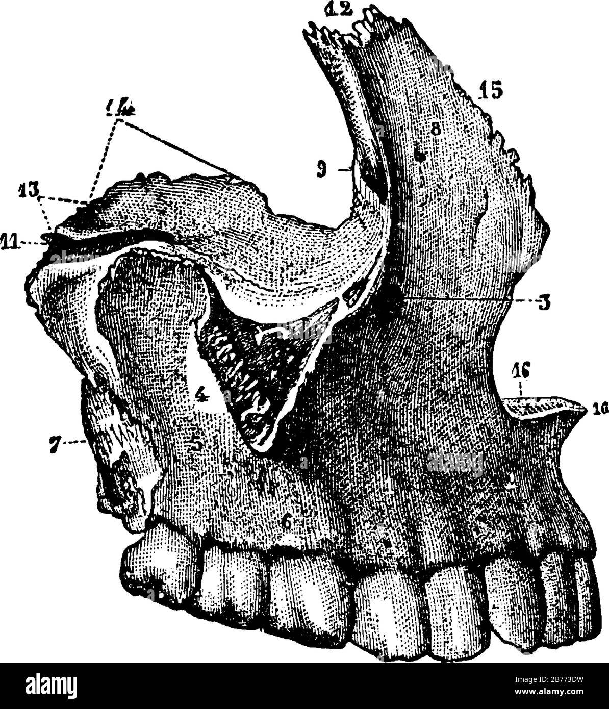 Las maxilares, también conocidas como mandíbula superior, son un par de  huesos que forman la porción dominante de la cara, dibujo de línea vintage  o ilustración de grabado Imagen Vector de stock -