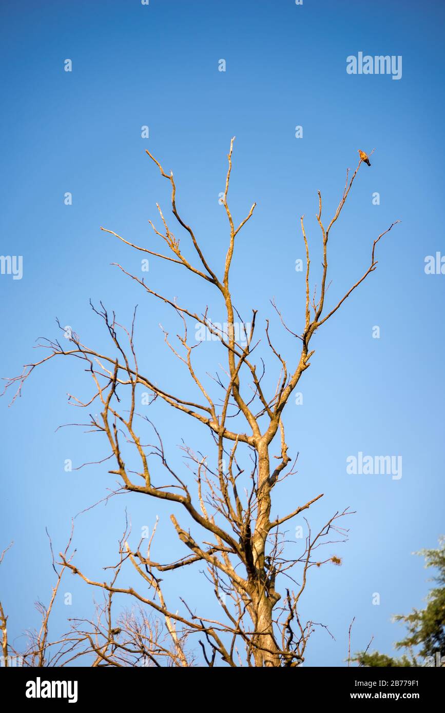 Árbol sin hojas con un pájaro encaramado en una de sus ramas frente a un cielo claro Foto de stock