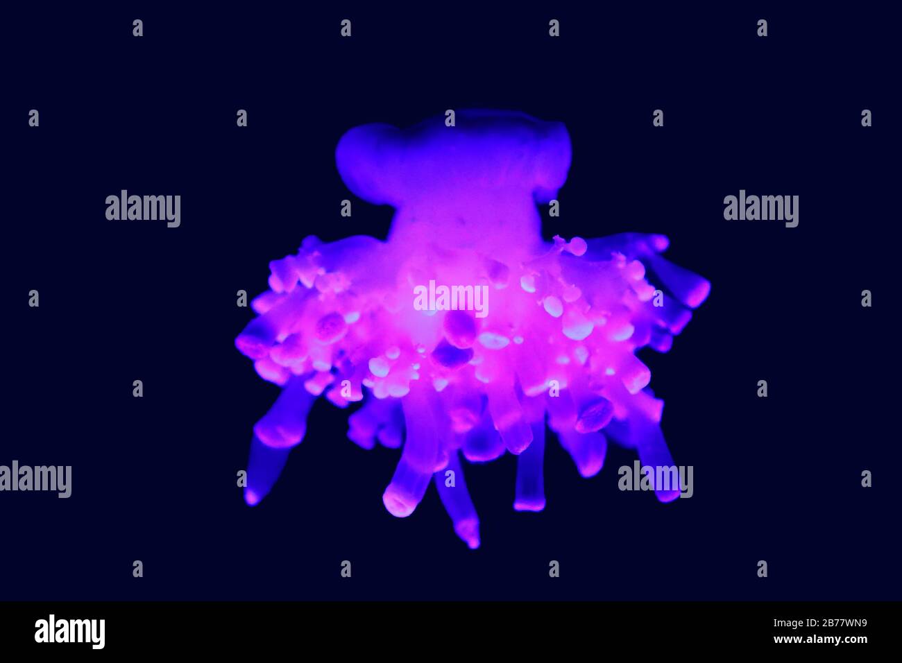 El jellyfish es un género de peces de la familia de los Cyasopeidae Fotografía de stock Alamy El jellyfish es un género de peces de la familia de los Cyasopeidae Fotografía de stock Alamy