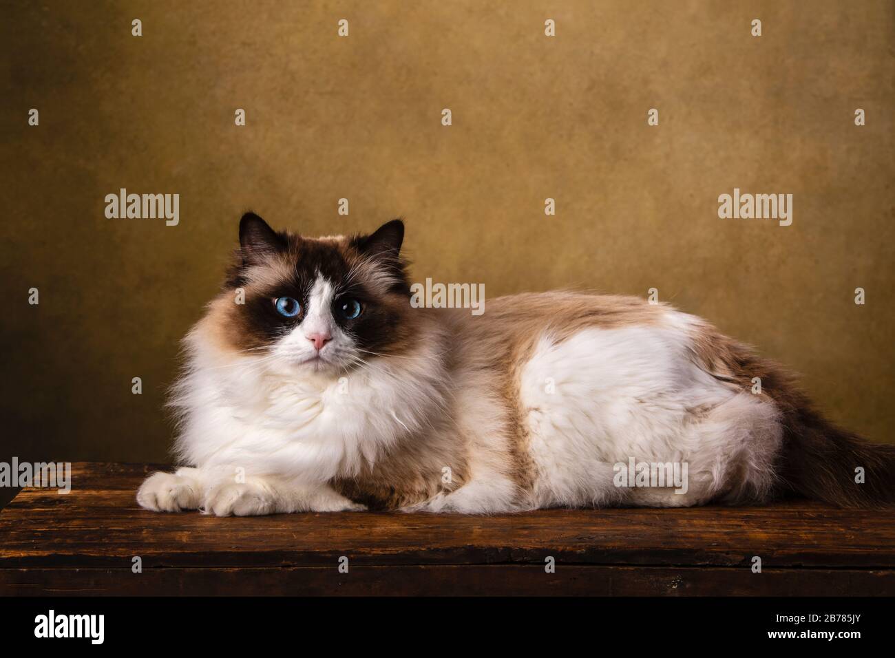 Un hermoso gato ragdoll de color puro, marrón y blanco con ojos azules. Retrato artístico , grabado en estudio con un fondo marrón con viñetas. El cu Foto de stock