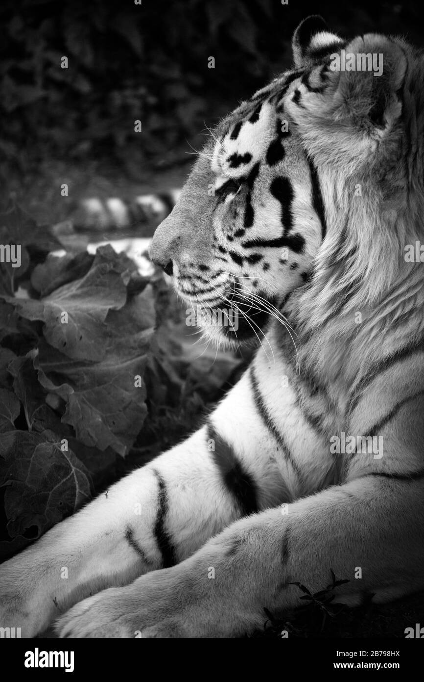 tranquilo tigre macho vista lateral de primer plano, monocromo Foto de stock