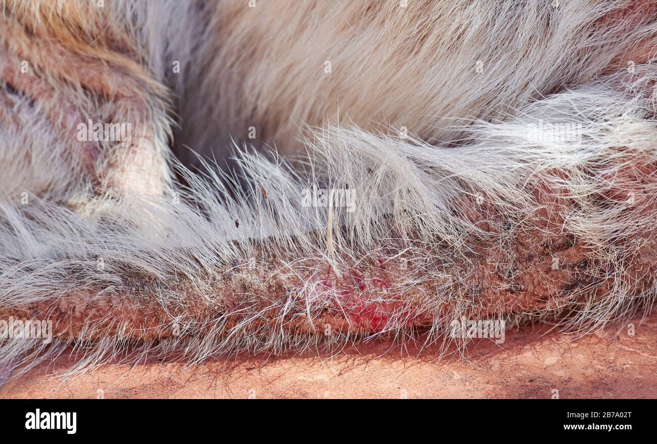 Macro de cola de perro con vista de cerca de hongos Foto de stock