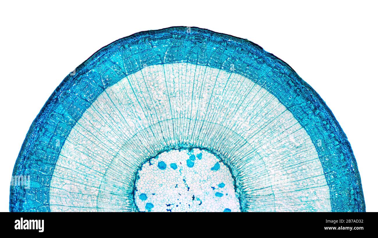 Tallo de dicotiledón de madera, media sección transversal bajo microscopio. Portaobjetos de microscopio ligero con microsección de un tallo de madera con haces vasculares. Foto de stock