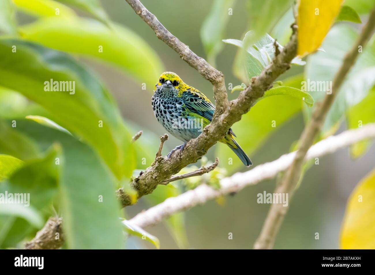 Un tanager moteado (Tangara guttata) se encuentra en una rama de las montañas Talamanca de Costa Rica. Foto de stock