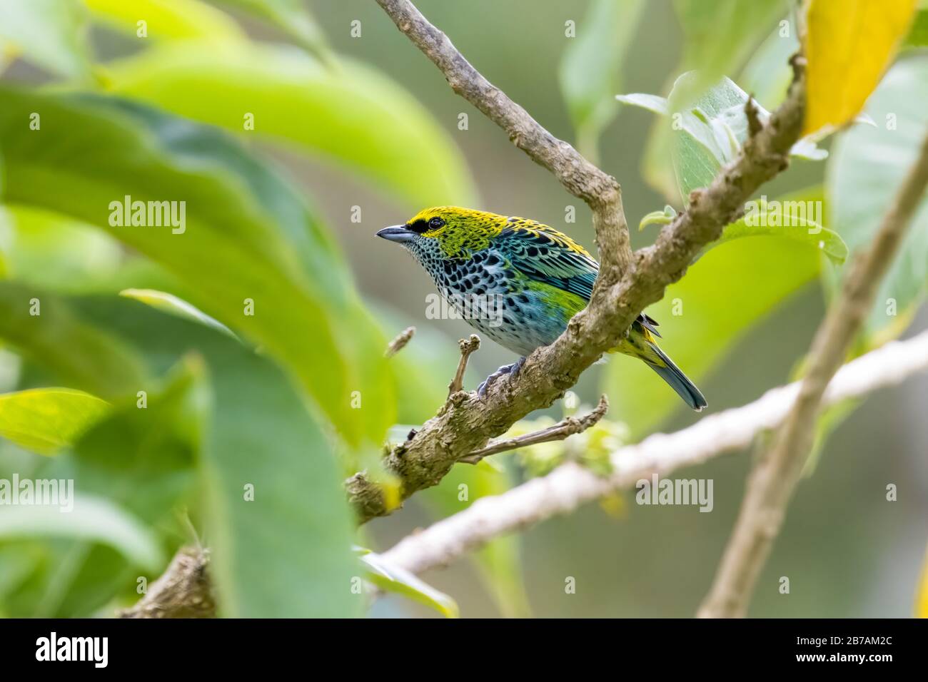 Un tanager moteado (Tangara guttata) se encuentra en una rama de las montañas Talamanca de Costa Rica. Foto de stock