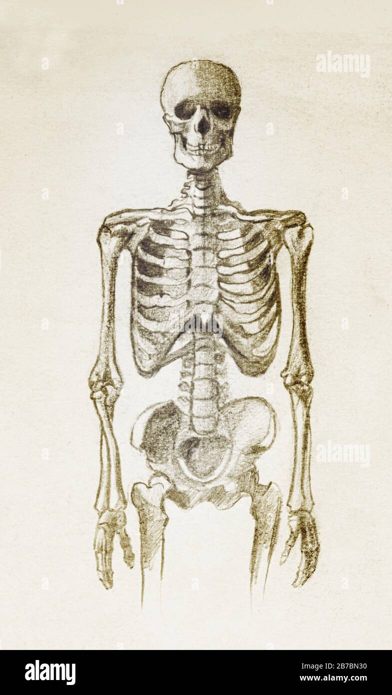 Esqueleto humano dibujo a mano con un simple lápiz Fotografía de stock -  Alamy