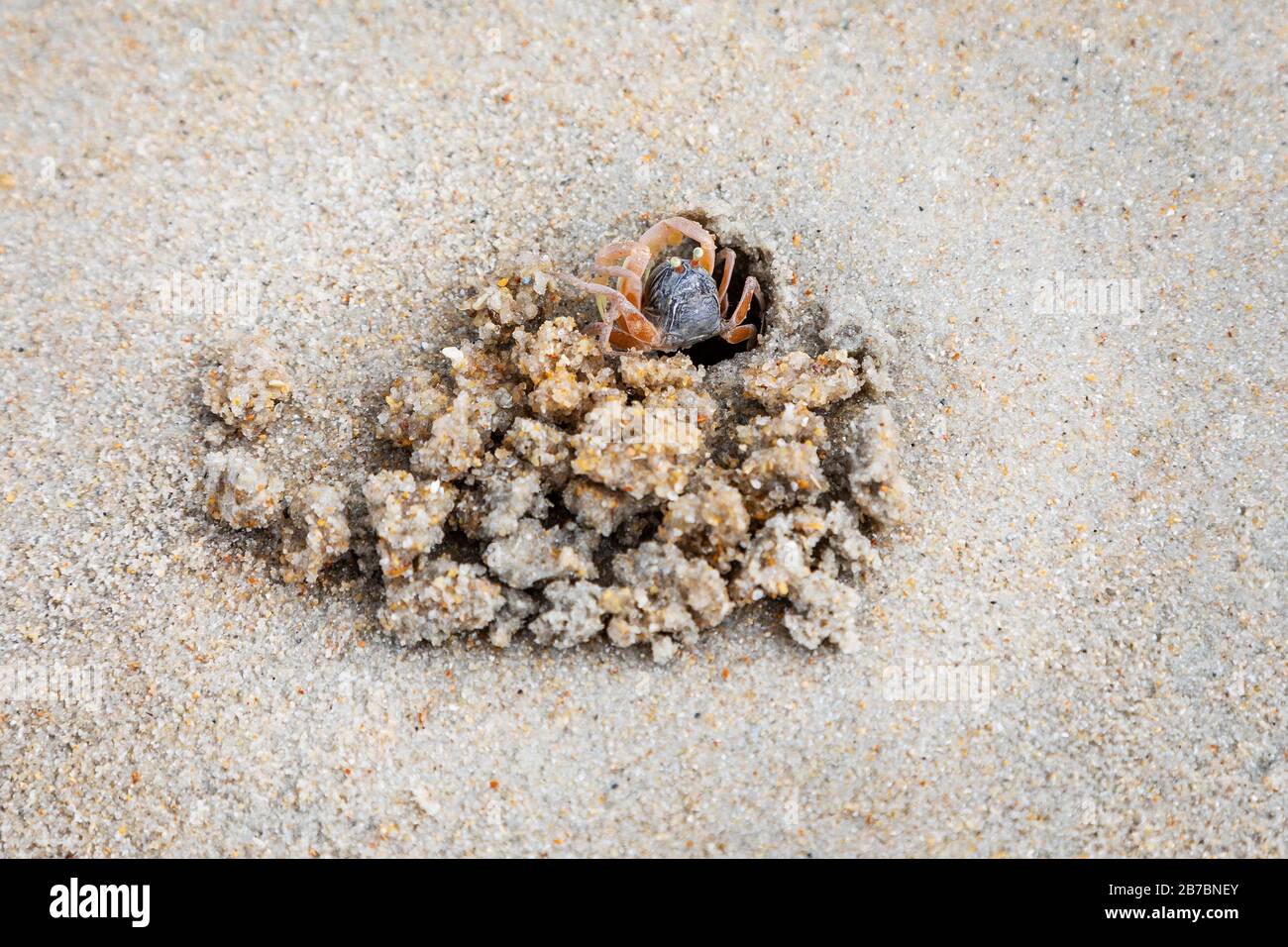 Cangrejo Bubbler de arena en madriguera y con las bolas de arena alimentadas, en la playa del indo-pacífico en la playa de Andean, Langkawi, Malasia, Asia. Foto de stock