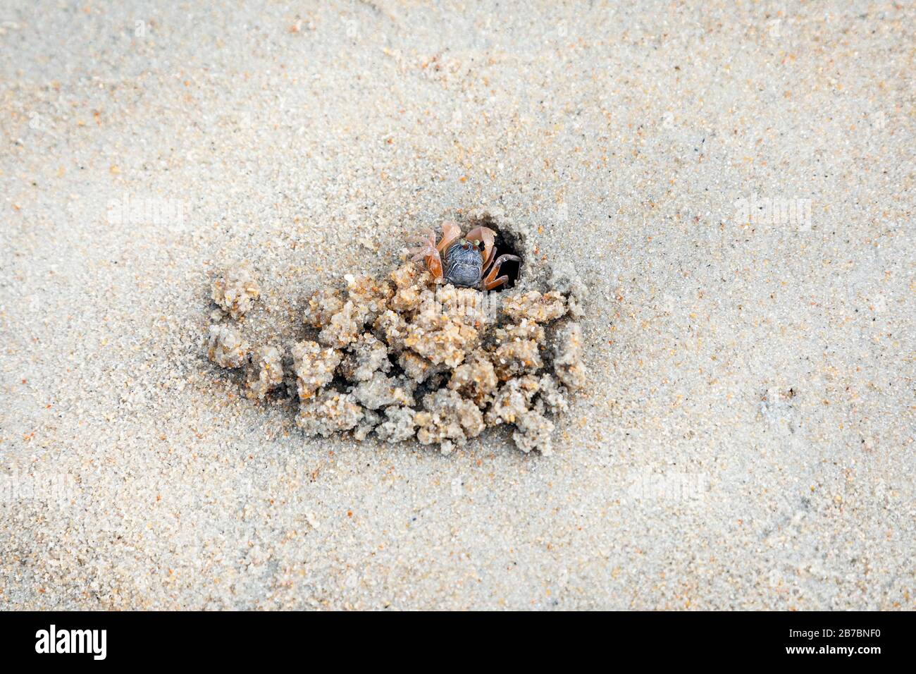 Cangrejo Bubbler de arena en madriguera y con las bolas de arena alimentadas, en la playa del indo-pacífico en la playa de Andean, Langkawi, Malasia, Asia. Foto de stock