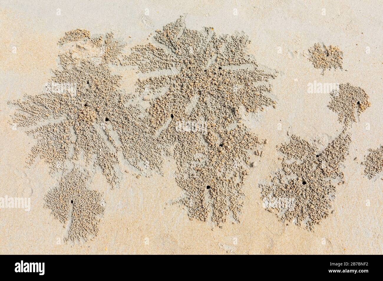 Cangrejo Bubbler de arena en madriguera y con las bolas de arena alimentadas, en la playa del indo-pacífico en la playa de Andean, Langkawi, Malasia, Asia. Foto de stock