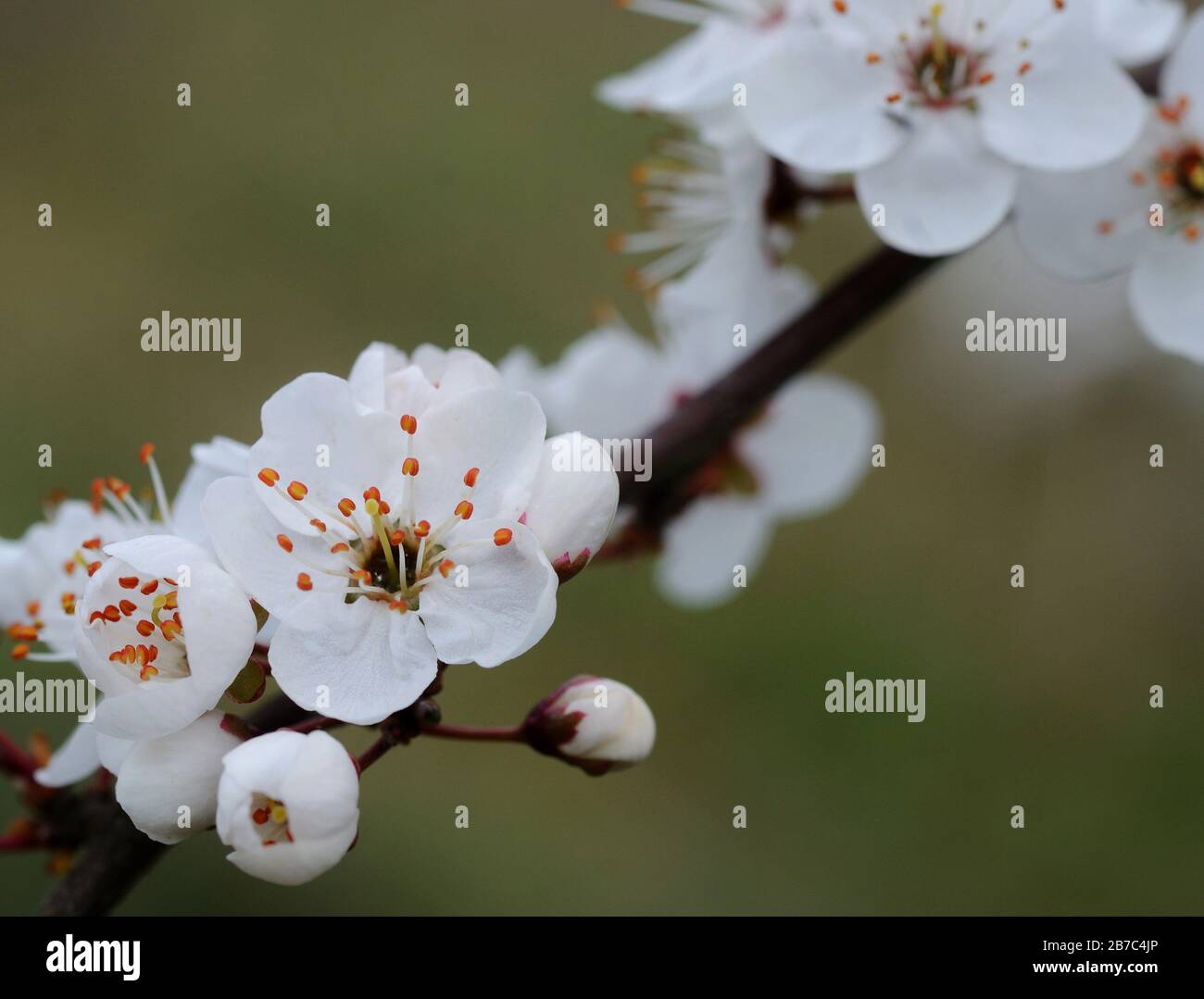 Los cerezos en flor, blanco, árbol de cerezo, flor, fruto, la primavera,  las flores, la flor blanca, pistilos, naturaleza, cereza Fotografía de  stock - Alamy