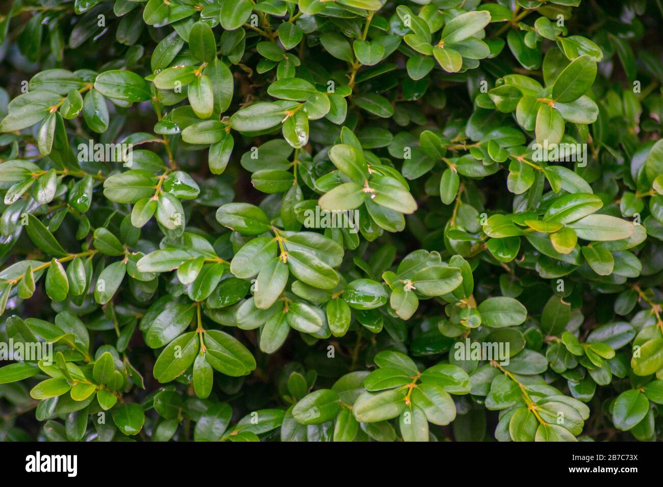 Bosque de boj o buxus sempervirens en el jardín, planta decorativa, textura  de primer plano de hojas verdes, arbusto perenne, patrón natural Fotografía  de stock - Alamy