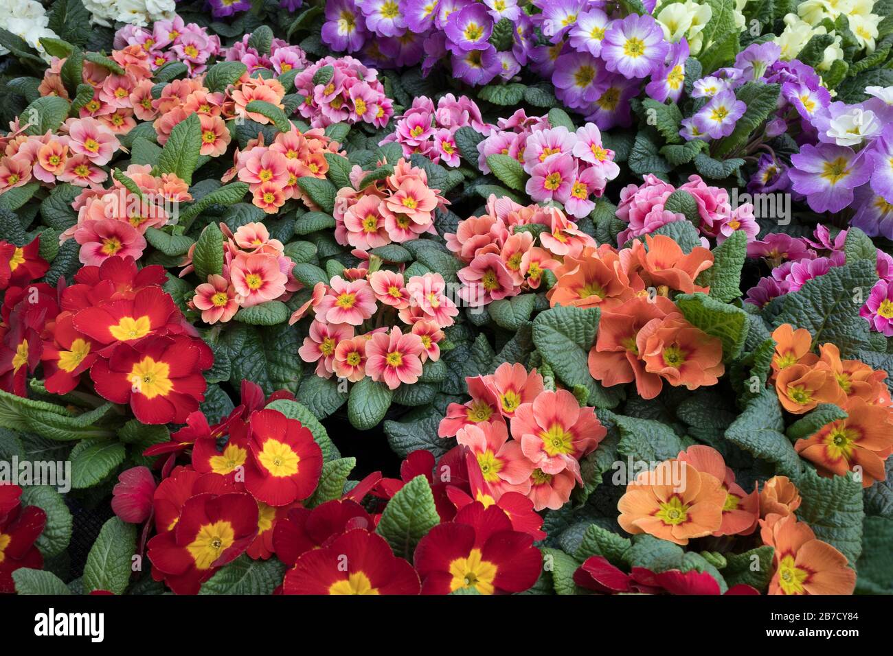 Variedad de coloridas plantas cultivadas primula de marco completo Foto de stock